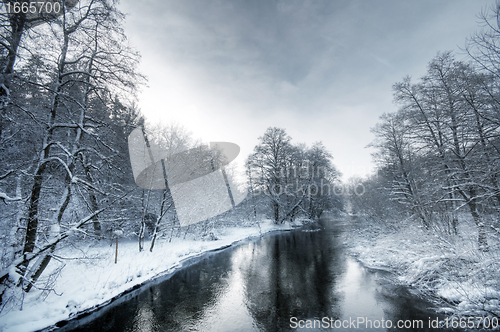 Image of Winter white forest