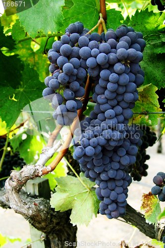 Image of Grape cluster on a vine