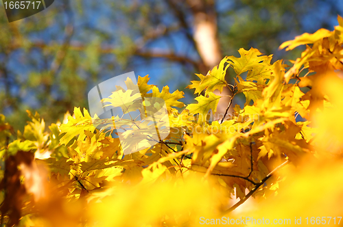 Image of Autumn leaves