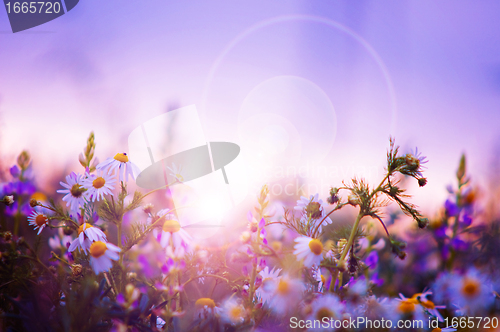 Image of Spring flowers field