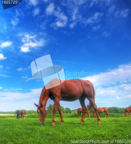 Image of Wild horse on the field