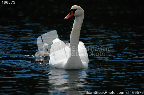Image of Swan with children # 1