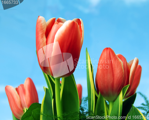 Image of Tulips background