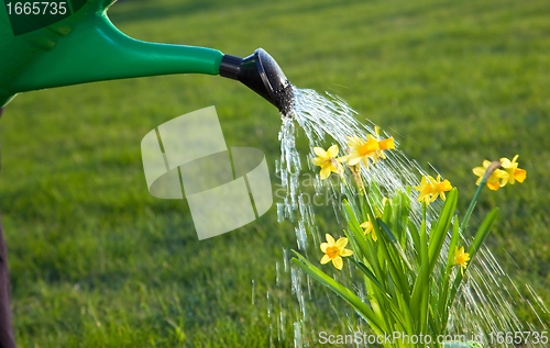 Image of Watering the flowers