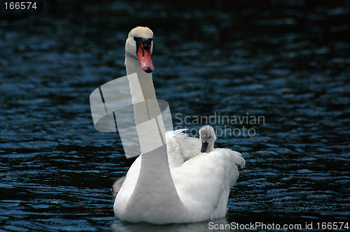 Image of Swan with children # 2