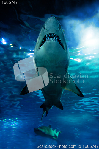 Image of Shark silhouette underwater