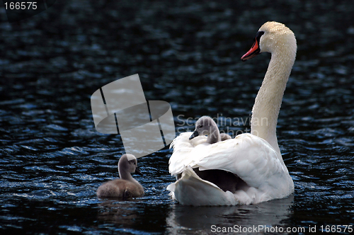 Image of Swan with children # 3