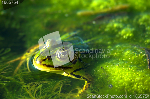 Image of Frog