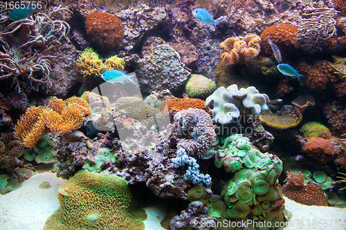 Image of Underwater view, fish, coral reef