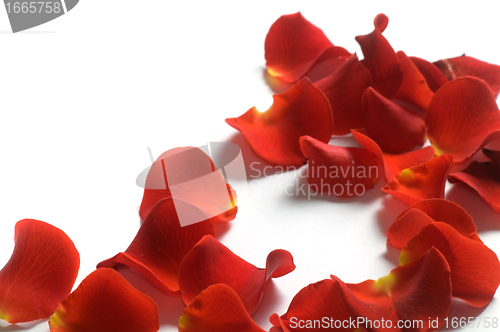 Image of Rose petals on white background