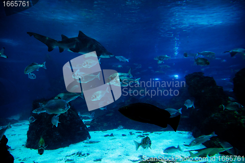 Image of Underwater view, fish, sunlight