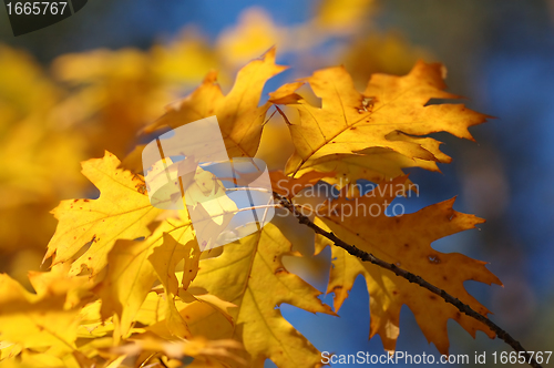 Image of Autumn leaves