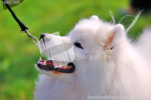 Image of Portrait of beautiful dog 