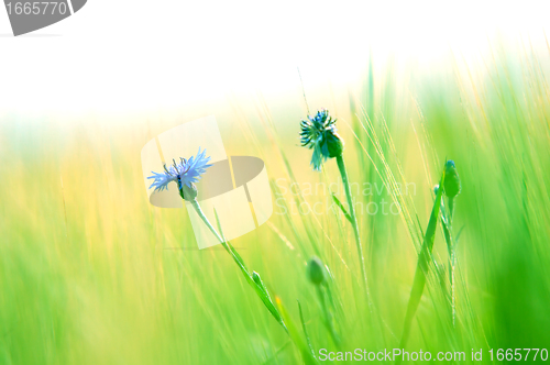 Image of Fresh meadow background