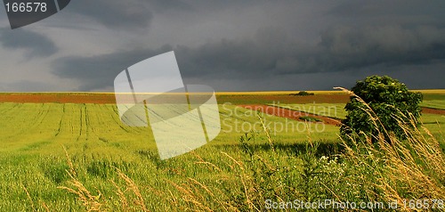 Image of Yellow field and stormy sky