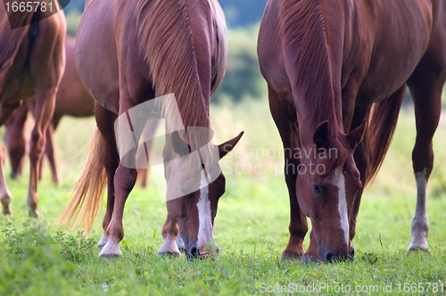 Image of Horses on the field