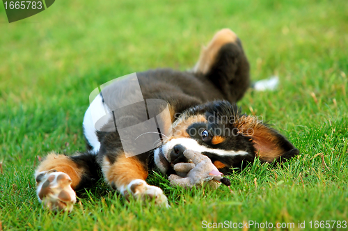 Image of Portrait of puppy Bernese mountain dog 