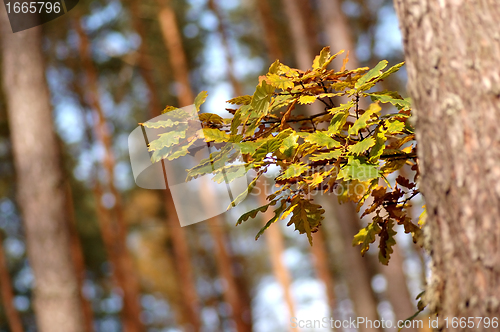 Image of Autumn in forest