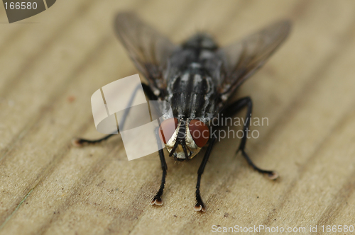 Image of Fly