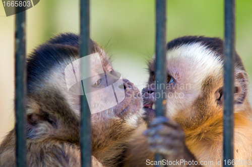 Image of Monkey species Cebus Apella behind bars