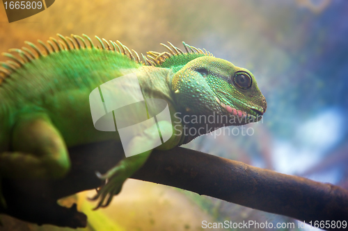 Image of Iguana on branch