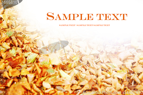 Image of Autumn background