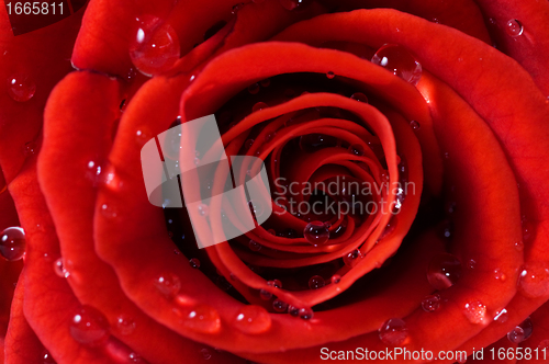 Image of Close-up of red fresh rose