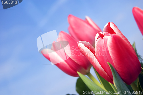 Image of Tulips background