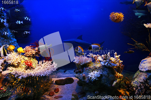 Image of Underwater scene
