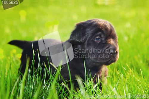 Image of Dog, puppy on the grass