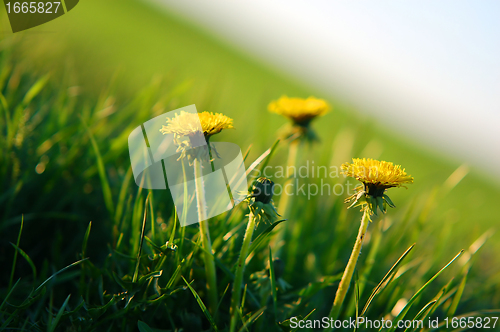 Image of Spring background