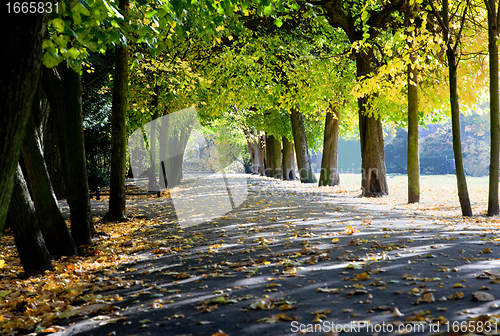 Image of Alley with falling leaves in fall park