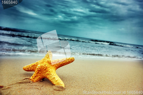 Image of Starfish