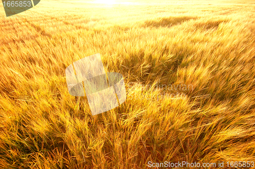 Image of Agriculture background