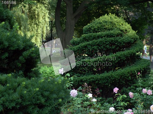 Image of Spiral bush in rose garden