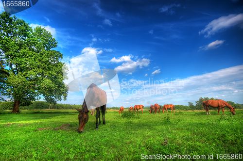 Image of Wild horses on the field