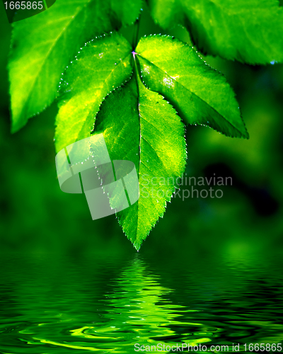 Image of Natural leaves background