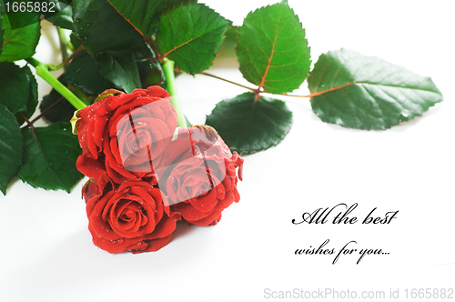 Image of Red fresh roses on white