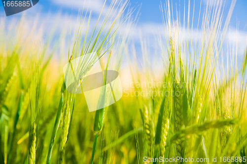 Image of Wheat field. Agriculture