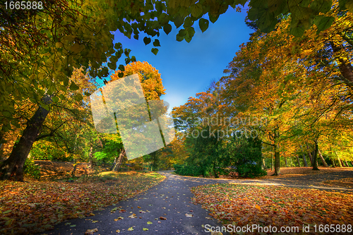 Image of Alley with falling leaves in fall park