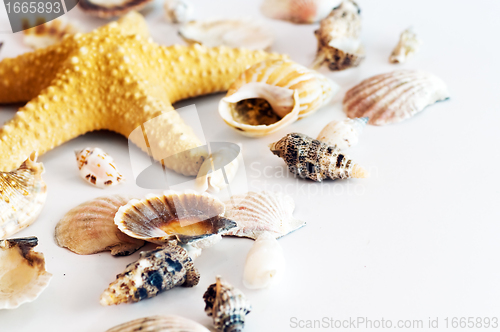Image of Starfish and shells