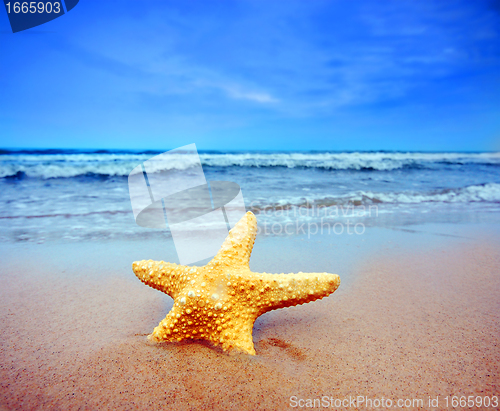 Image of Starfish on a beach  