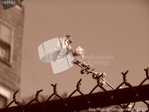 Image of A lone urban flower sepia