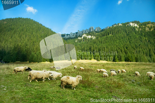 Image of Sheep farm in the mountains