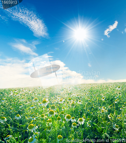 Image of Spring meadow under sunny blue sky