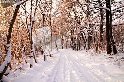 Image of Winter white forest