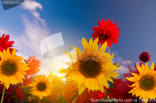 Image of Spring flowers in the garden