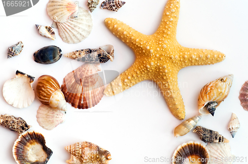 Image of Starfish and shells