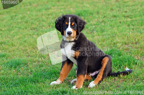 Image of Portrait of puppy Bernese mountain dog 