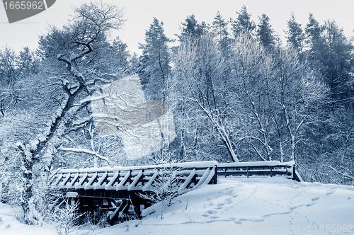 Image of Winter white forest